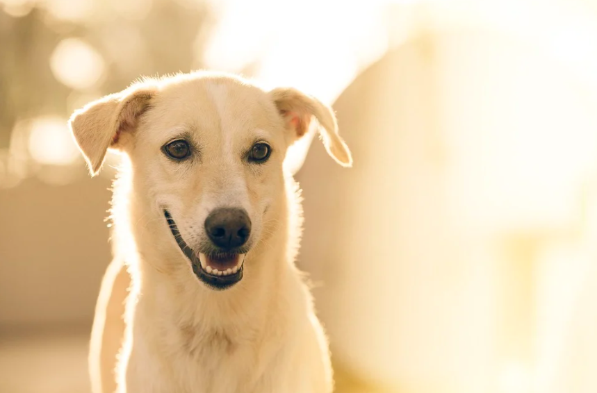 保護犬カフェとは 里親募集デビューするまでの活動内容も紹介 Around